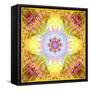 A Flower Mandala, Photographic Layer Work from Flowers-Alaya Gadeh-Framed Stretched Canvas