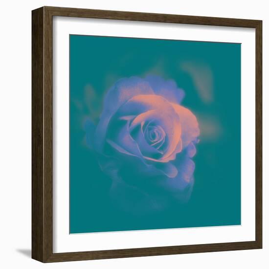 A Flower to Love-Philippe Sainte-Laudy-Framed Photographic Print