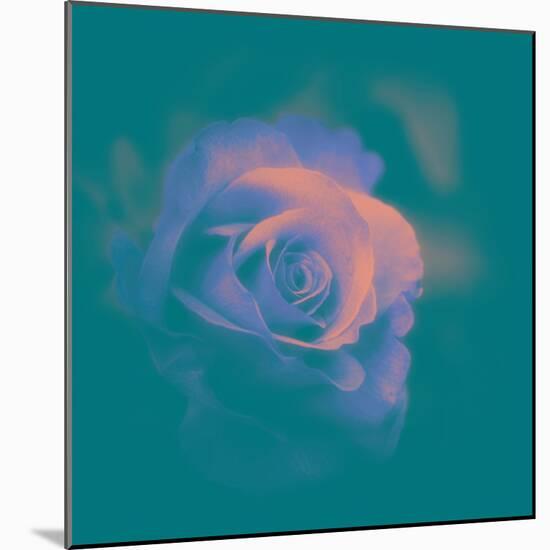 A Flower to Love-Philippe Sainte-Laudy-Mounted Photographic Print