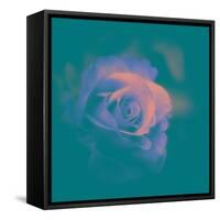 A Flower to Love-Philippe Sainte-Laudy-Framed Stretched Canvas