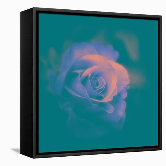 A Flower to Love-Philippe Sainte-Laudy-Framed Stretched Canvas