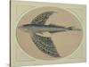 A Flying Fish (Engraving)-Thomas Bewick-Stretched Canvas