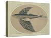 A Flying Fish (Engraving)-Thomas Bewick-Stretched Canvas