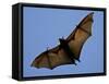 A Flying Fox Soars Above the Trees-null-Framed Stretched Canvas