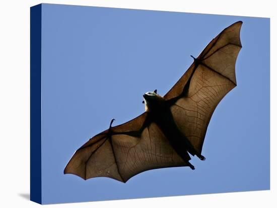 A Flying Fox Soars Above the Trees-null-Stretched Canvas