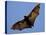 A Flying Fox Soars Above the Trees-null-Stretched Canvas