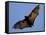 A Flying Fox Soars Above the Trees-null-Framed Stretched Canvas