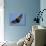 A Flying Fox Soars Above the Trees-null-Stretched Canvas displayed on a wall