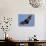 A Flying Fox Soars Above the Trees-null-Stretched Canvas displayed on a wall