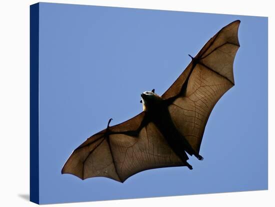 A Flying Fox Soars Above the Trees-null-Stretched Canvas