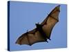 A Flying Fox Soars Above the Trees-null-Stretched Canvas