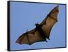 A Flying Fox Soars Above the Trees-null-Framed Stretched Canvas