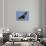 A Flying Fox Soars Above the Trees-null-Stretched Canvas displayed on a wall