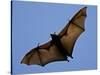 A Flying Fox Soars Above the Trees-null-Stretched Canvas