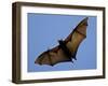 A Flying Fox Soars Above the Trees-null-Framed Premium Photographic Print