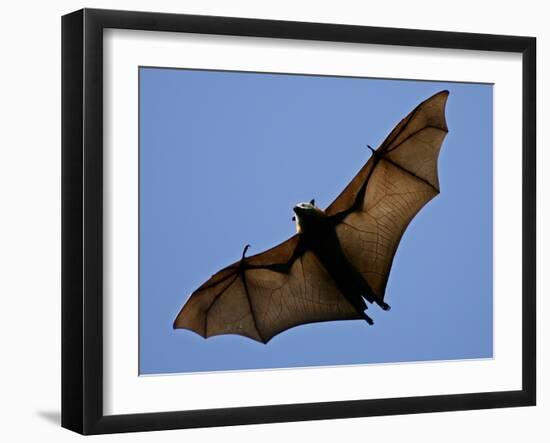 A Flying Fox Soars Above the Trees-null-Framed Premium Photographic Print