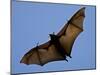 A Flying Fox Soars Above the Trees-null-Mounted Premium Photographic Print