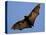 A Flying Fox Soars Above the Trees-null-Stretched Canvas