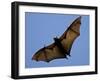 A Flying Fox Soars Above the Trees-null-Framed Photographic Print