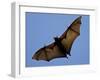 A Flying Fox Soars Above the Trees-null-Framed Photographic Print