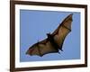 A Flying Fox Soars Above the Trees-null-Framed Photographic Print