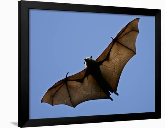 A Flying Fox Soars Above the Trees-null-Framed Photographic Print