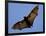 A Flying Fox Soars Above the Trees-null-Framed Photographic Print