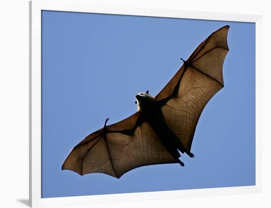 A Flying Fox Soars Above the Trees-null-Framed Photographic Print