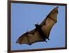 A Flying Fox Soars Above the Trees-null-Framed Photographic Print