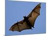A Flying Fox Soars Above the Trees-null-Mounted Photographic Print
