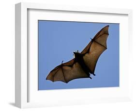 A Flying Fox Soars Above the Trees-null-Framed Photographic Print