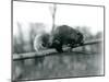 A Flying Phalanger on a Branch at London Zoo, February 1922-Frederick William Bond-Mounted Photographic Print