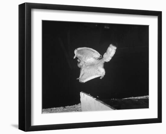 A Flying Squirrel About to Land on a Tree after Employing it's Air Brakes-null-Framed Photographic Print