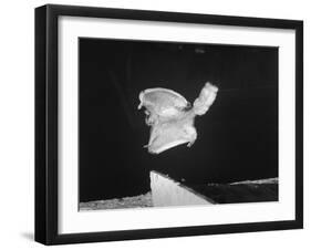 A Flying Squirrel About to Land on a Tree after Employing it's Air Brakes-null-Framed Photographic Print