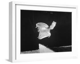 A Flying Squirrel About to Land on a Tree after Employing it's Air Brakes-null-Framed Photographic Print