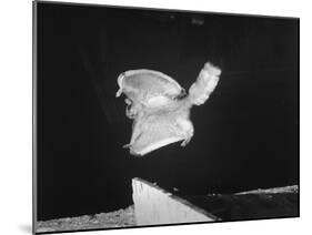 A Flying Squirrel About to Land on a Tree after Employing it's Air Brakes-null-Mounted Photographic Print