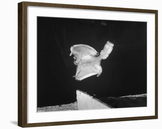 A Flying Squirrel About to Land on a Tree after Employing it's Air Brakes-null-Framed Photographic Print