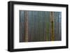 A foggy forest with mossy tree trunks. Bavaria, Germany.-Sergio Pitamitz-Framed Photographic Print
