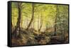 A Forest Glade-Johannes Boesen-Framed Stretched Canvas