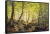 A Forest Glade-Johannes Boesen-Framed Stretched Canvas