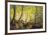 A Forest Glade-Johannes Boesen-Framed Giclee Print