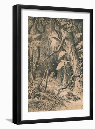 A Forest in Central Africa, c1880-null-Framed Giclee Print