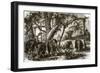 A Forest in Ceylon-English-Framed Giclee Print