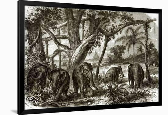 A Forest in Ceylon-English-Framed Giclee Print