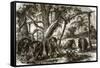 A Forest in Ceylon-English-Framed Stretched Canvas