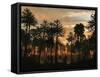 A Forest of Cordaites and Araucaria Silhouetted Against a Colorful Sunset-Stocktrek Images-Framed Stretched Canvas
