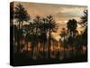 A Forest of Cordaites and Araucaria Silhouetted Against a Colorful Sunset-Stocktrek Images-Stretched Canvas