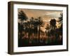A Forest of Cordaites and Araucaria Silhouetted Against a Colorful Sunset-Stocktrek Images-Framed Photographic Print