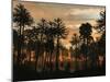 A Forest of Cordaites and Araucaria Silhouetted Against a Colorful Sunset-Stocktrek Images-Mounted Photographic Print