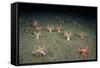 A Forest of Sea Cucumbers (Psolus Phantapus) Feeding, Extended Upward in a Scottish Sea Loch, UK-Alex Mustard-Framed Stretched Canvas